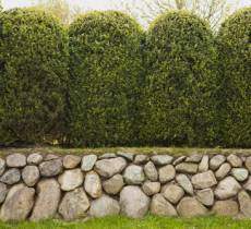 Evergreen Trees, shrubs and plants